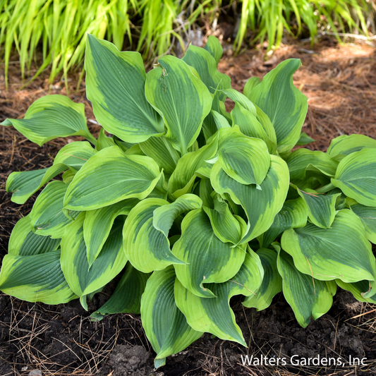 Atlantis Hosta