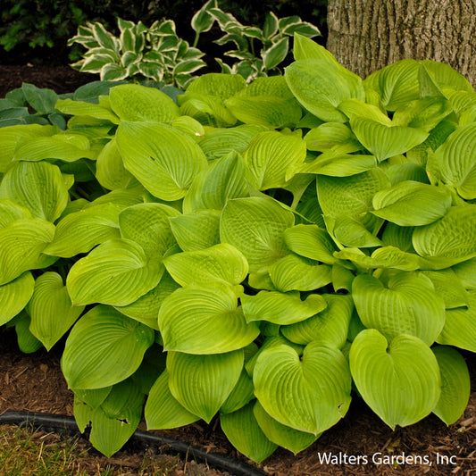 August Moon Hosta