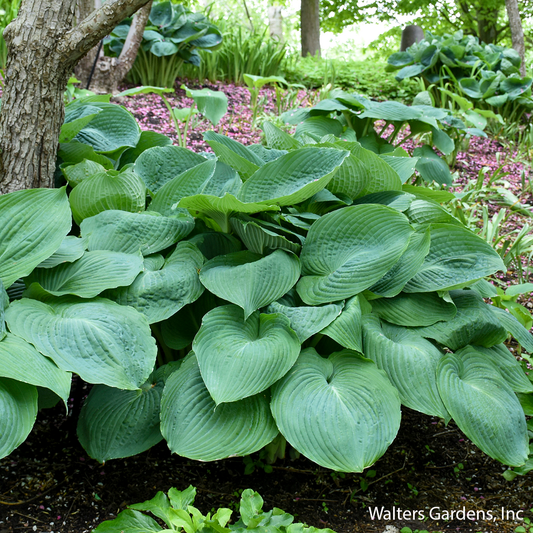 Big Daddy Hosta