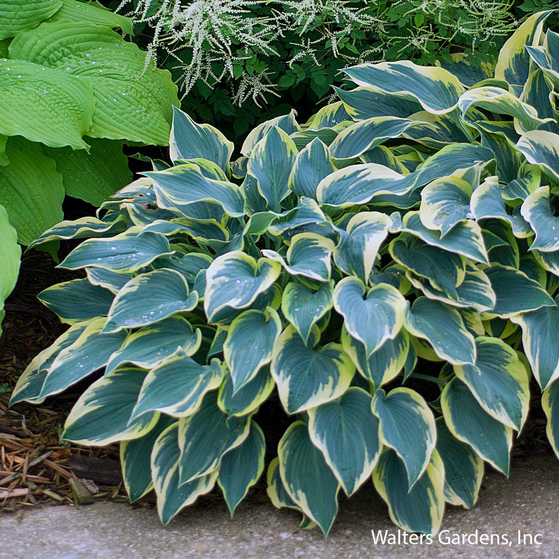 First Frost Hosta