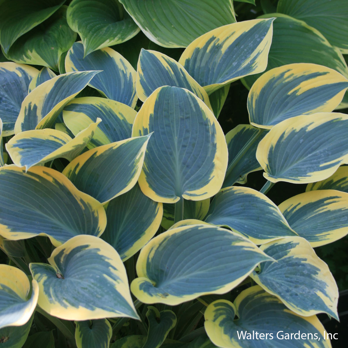 First Frost Hosta