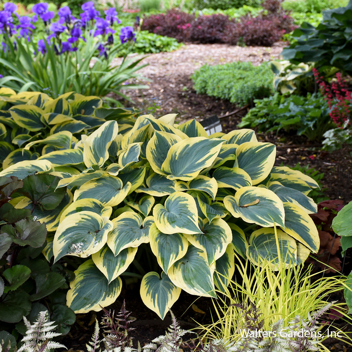 First Frost Hosta