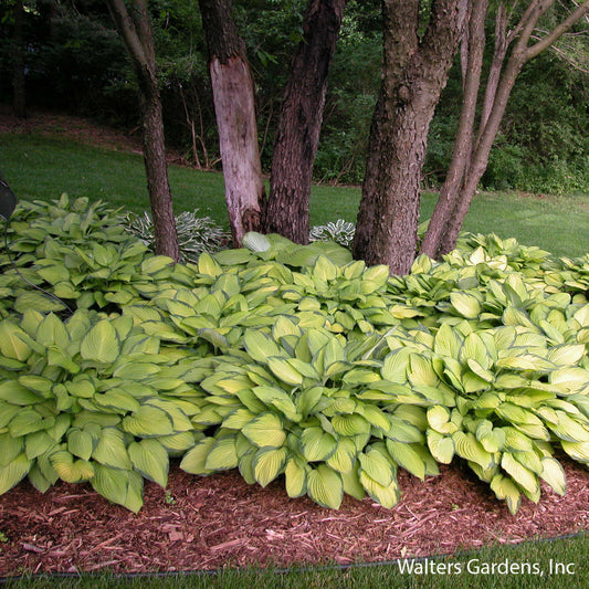 Gold Standard Hosta