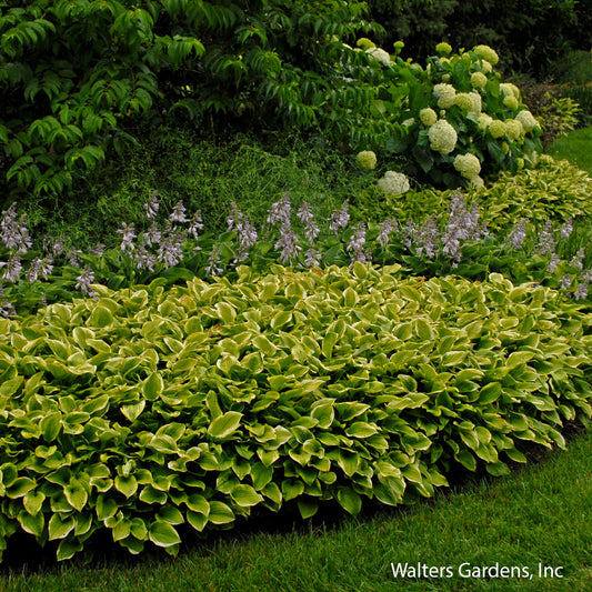Golden Tiara Hosta