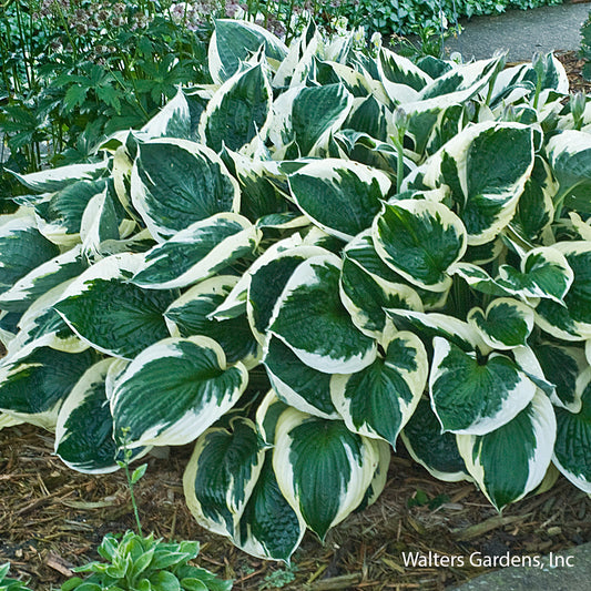 Minuteman Hosta