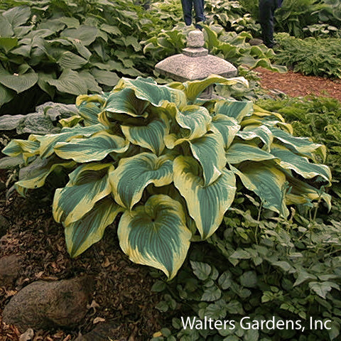 Aureomarginata Hosta