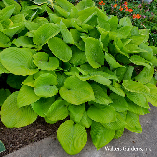 Sum & Substance Hosta