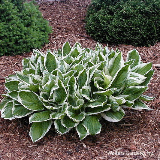 Albo Marginata Hosta