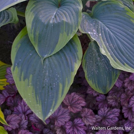Wu-La-La Hosta