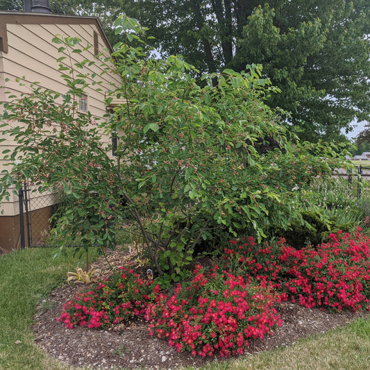 Autumn Brilliance Serviceberry