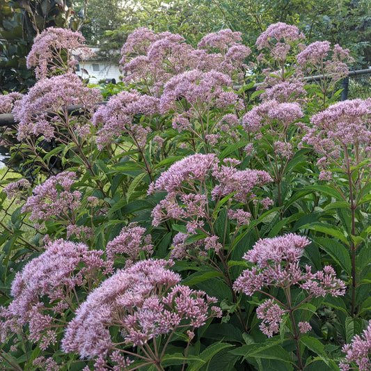 Baby Joe Pye Weed