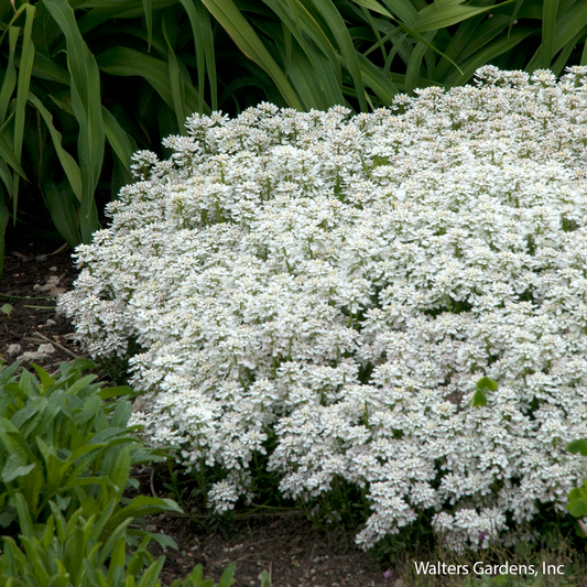 Snowflake Candytuft