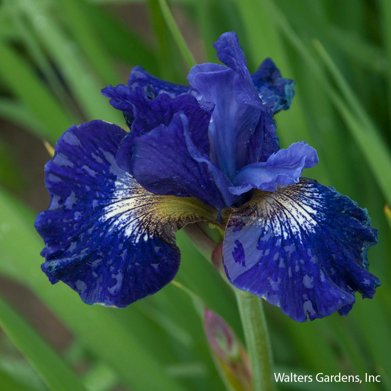 Over in Gloryland Iris