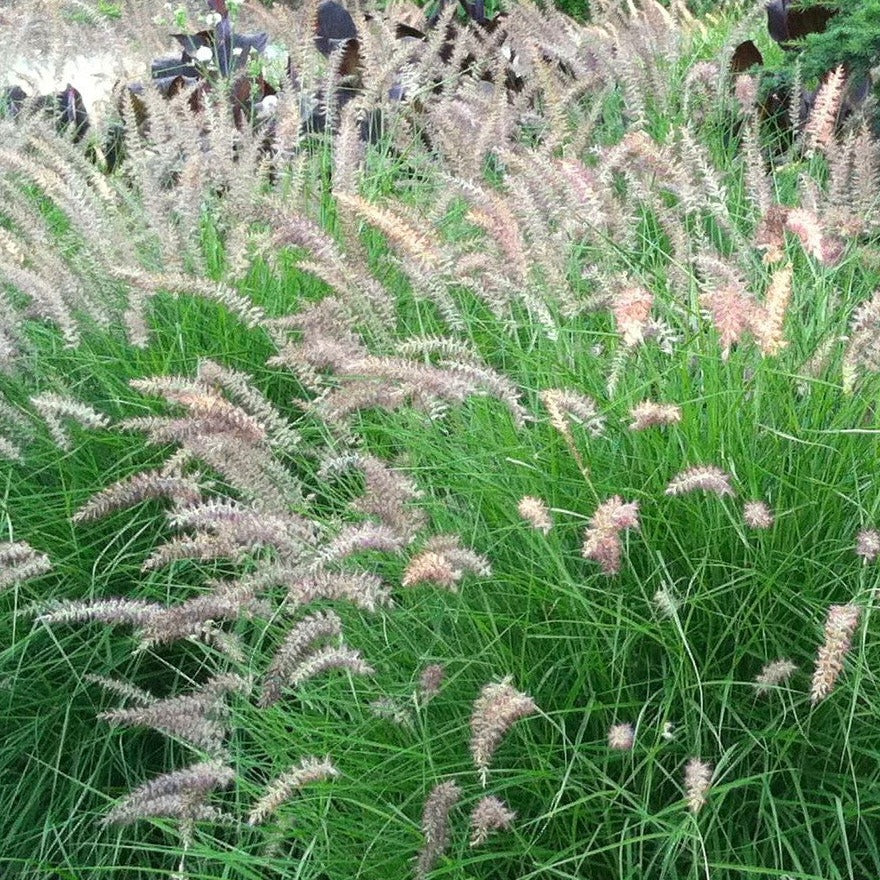 Karley rose fountain deals grass