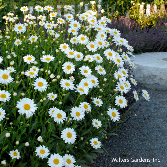 Becky Shasta Daisy