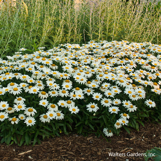 Snowcap Shasta Daisy