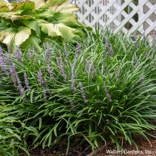 Big Blue Liriope