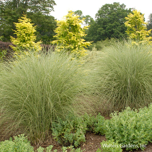 Morning Light Maiden Grass