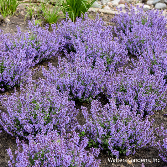 Cat's Pajamas Catmint