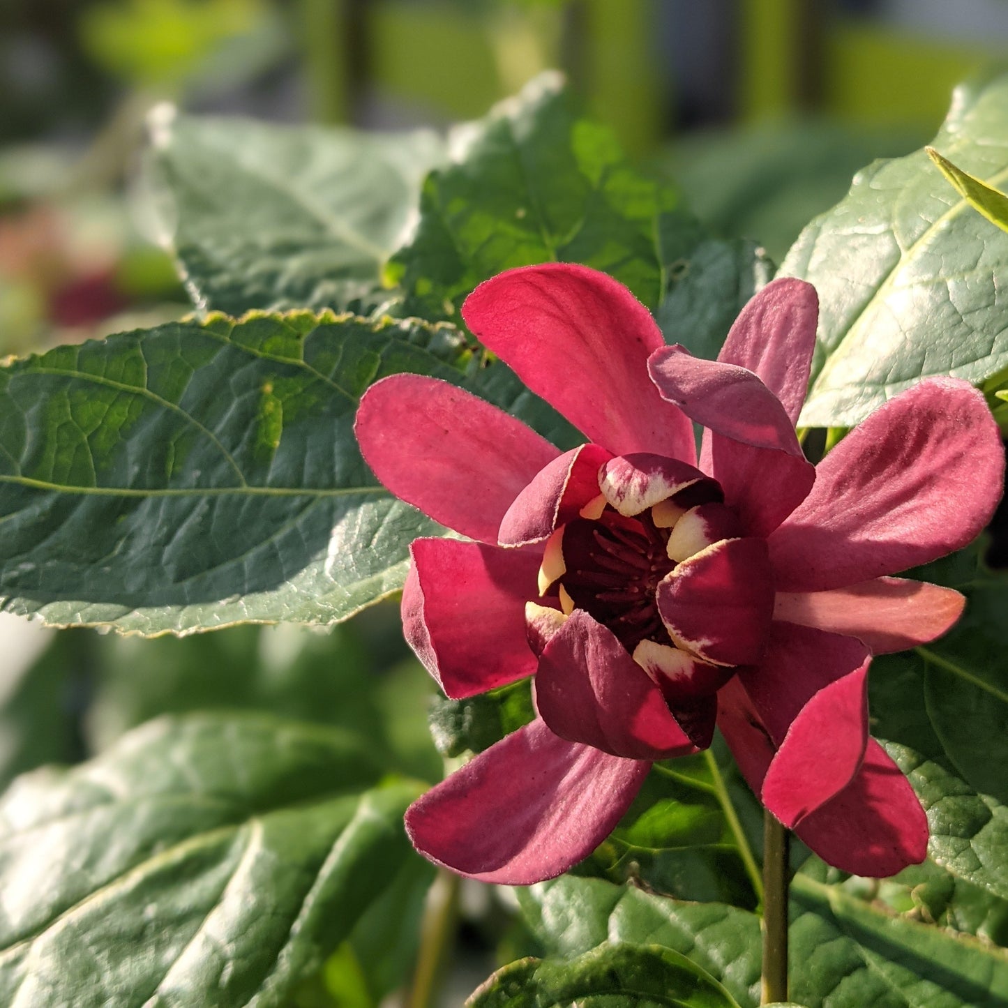 Aphrodite Red Sweetshrub