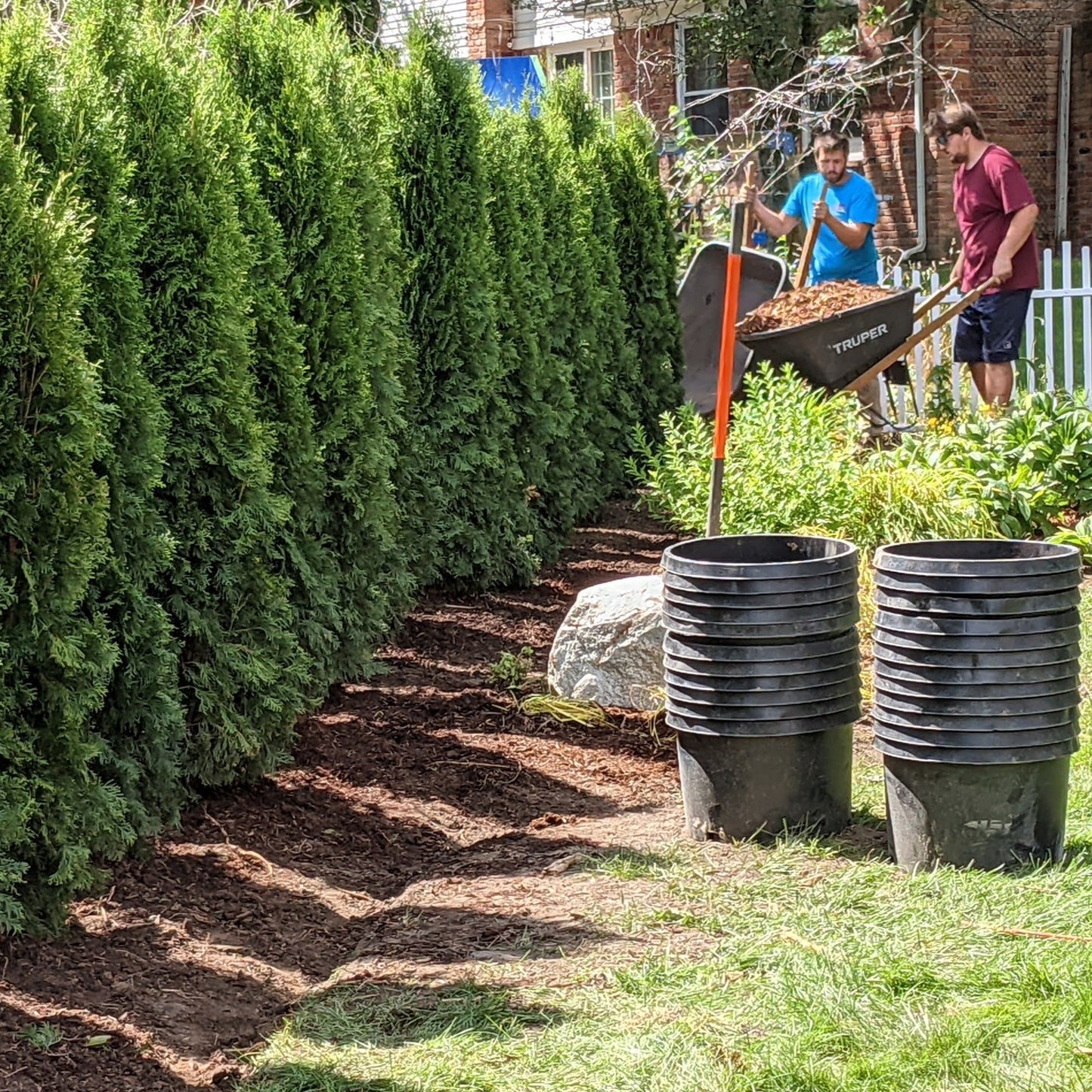 Emerald Arborvitae