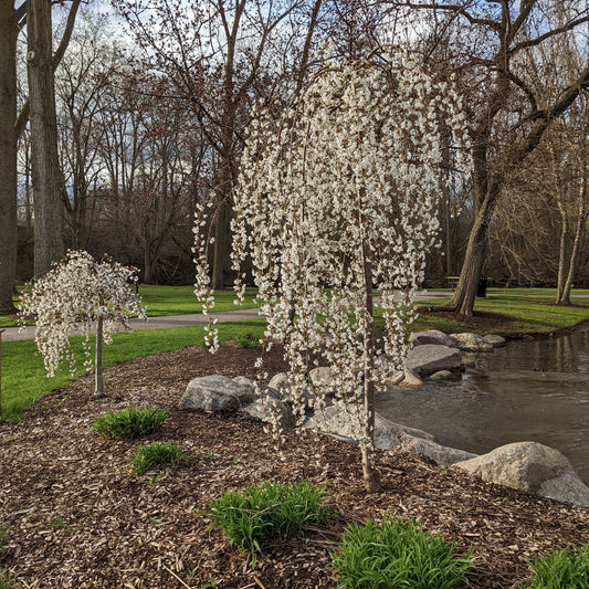 Snow Fountains Weeping Cherry