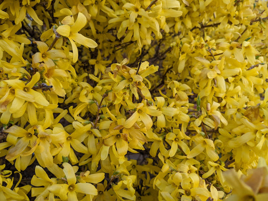 Northern Gold Forsythia