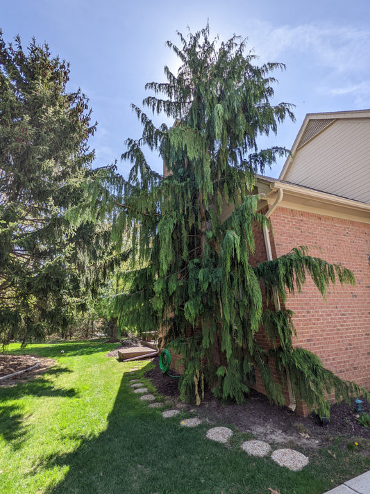 Weeping Alaskan Cedar