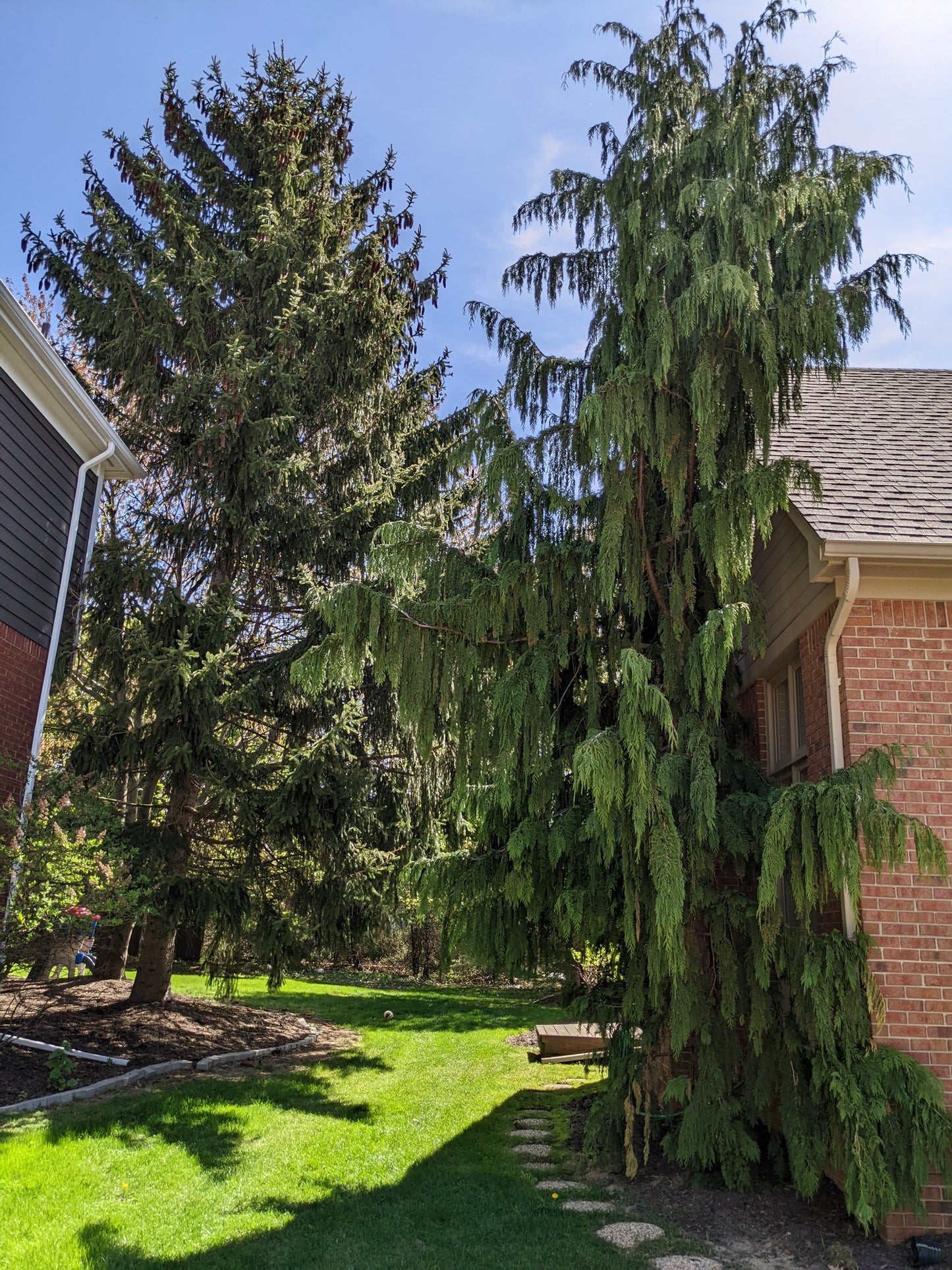 Weeping Alaskan Cedar
