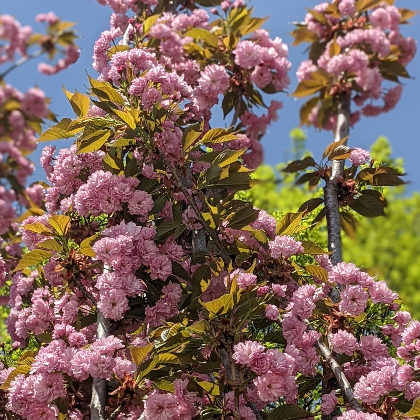 Kwanzan Flowering Cherry