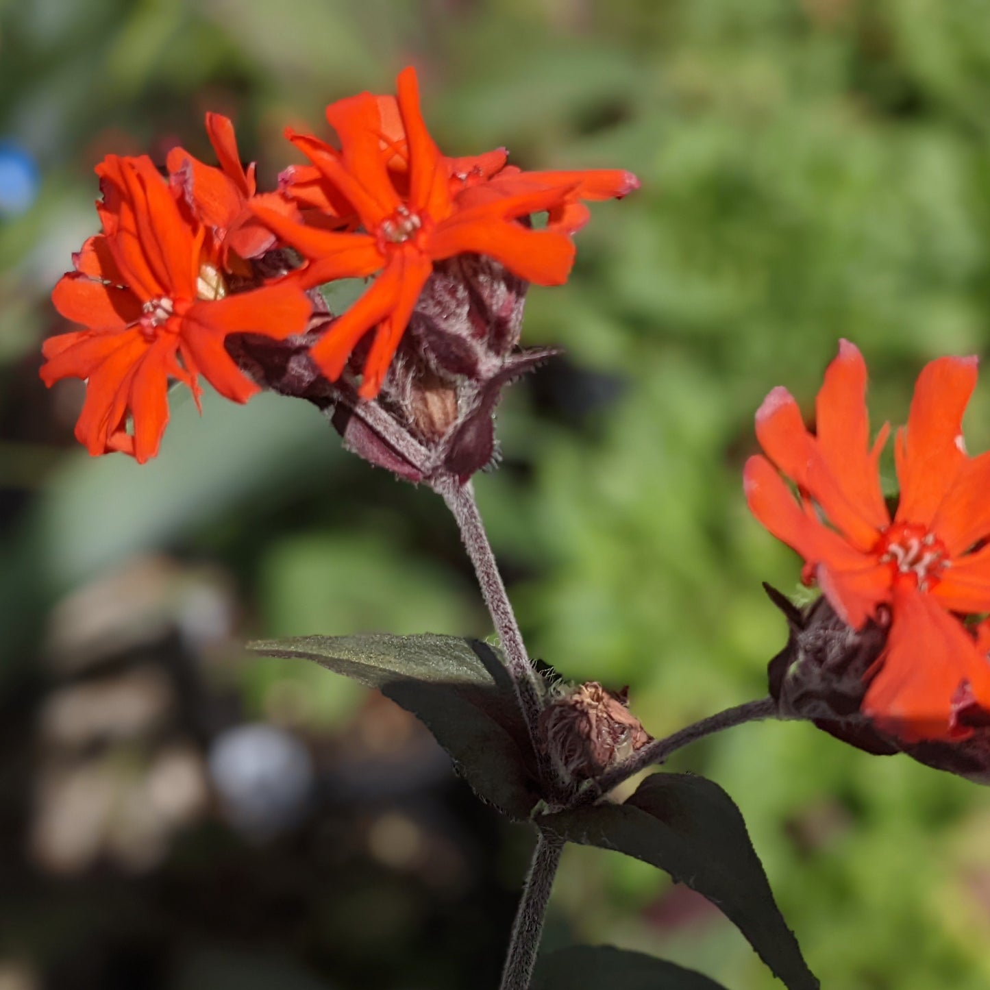 Orange Gnome Rose Campion