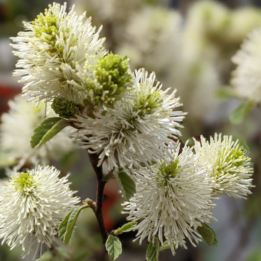 Dwarf Fothergilla