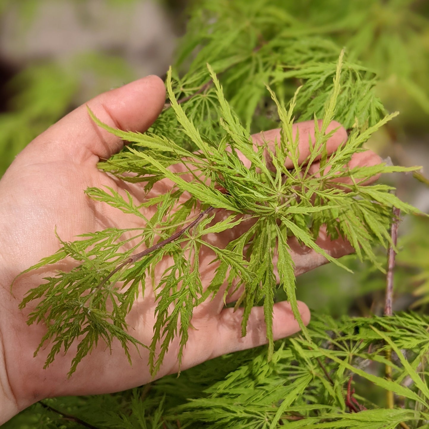 Green Laceleaf Japanese Maple