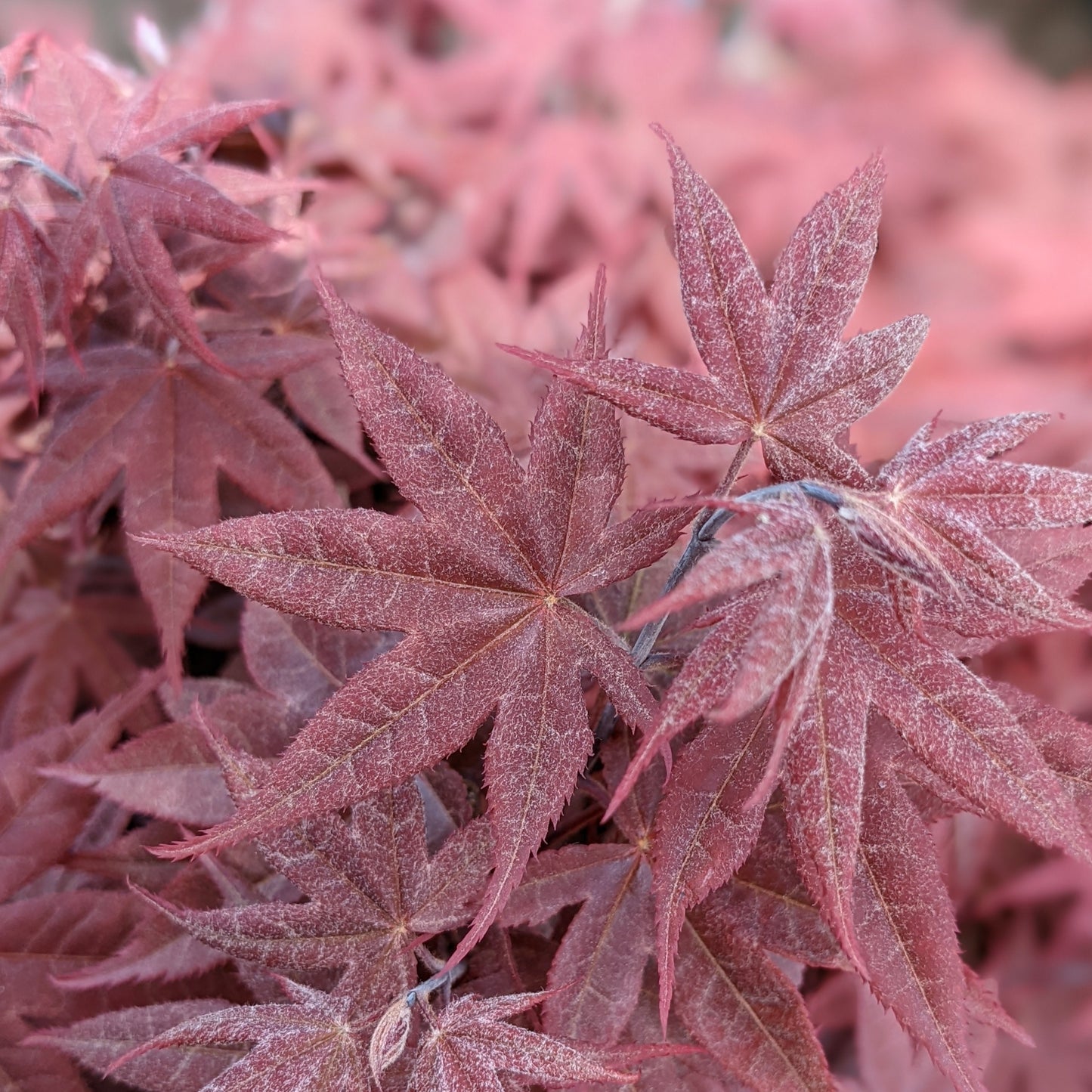 Rhode Island Red Japanese Maple