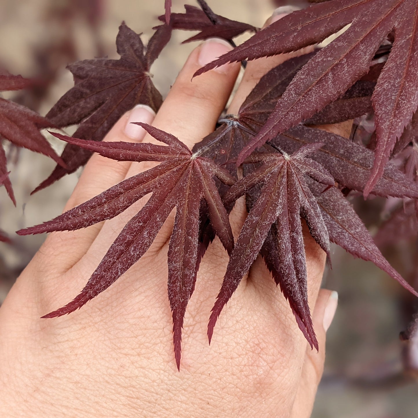 Emperor Japanese Maple