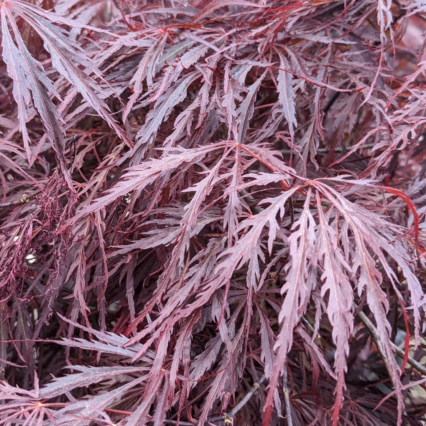 Tamukeyama Japanese Maple