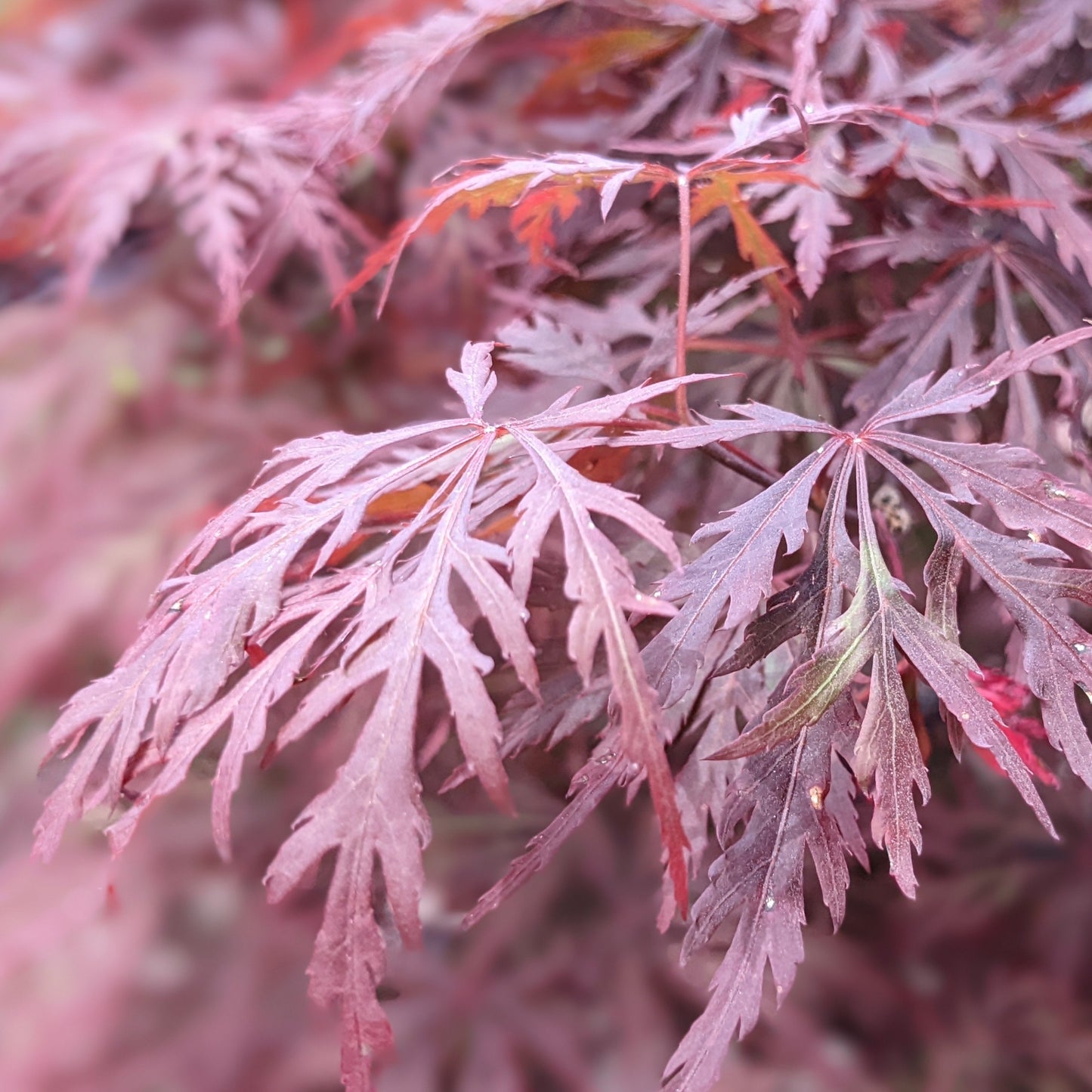 Orangeola Japanese Maple