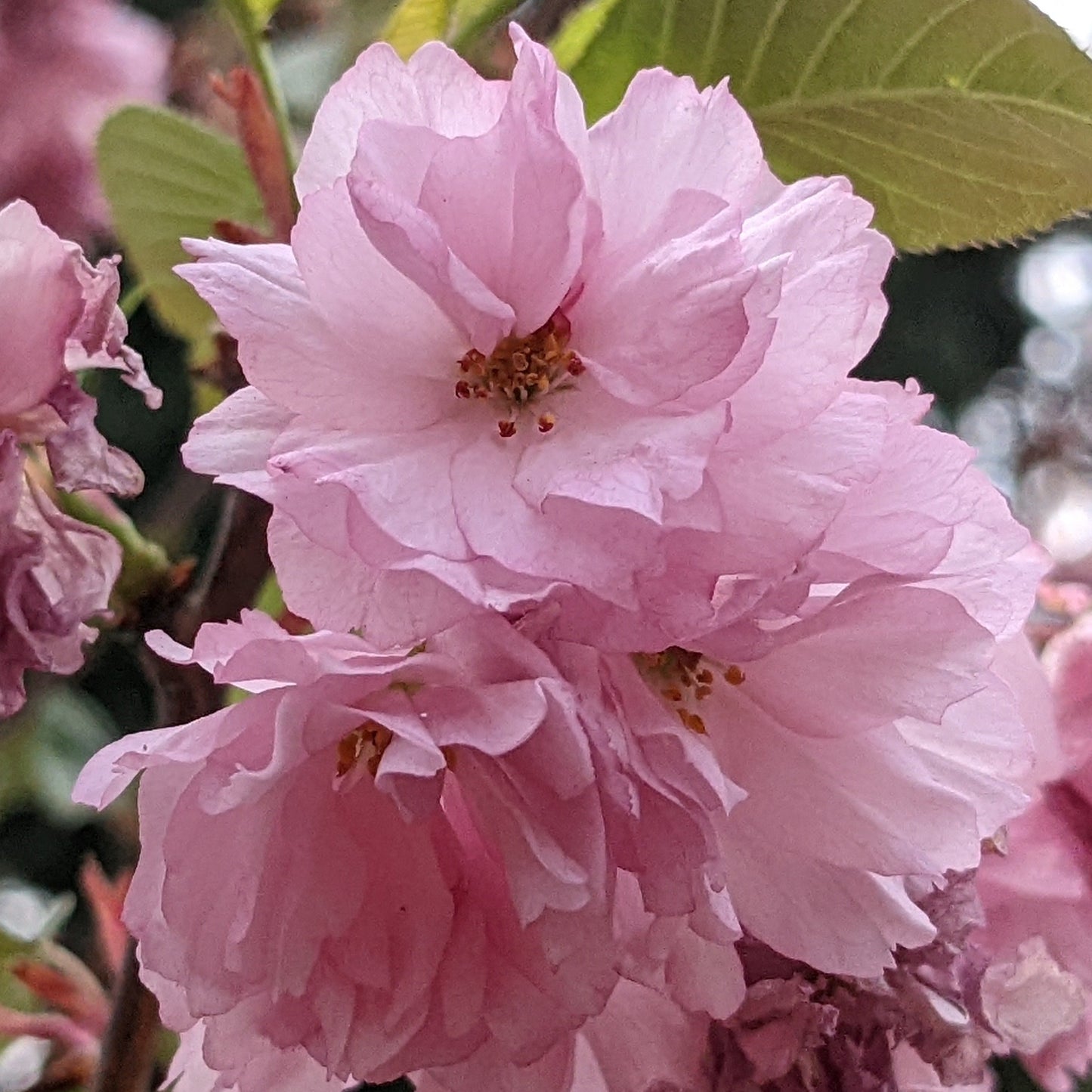 Kwanzan Flowering Cherry