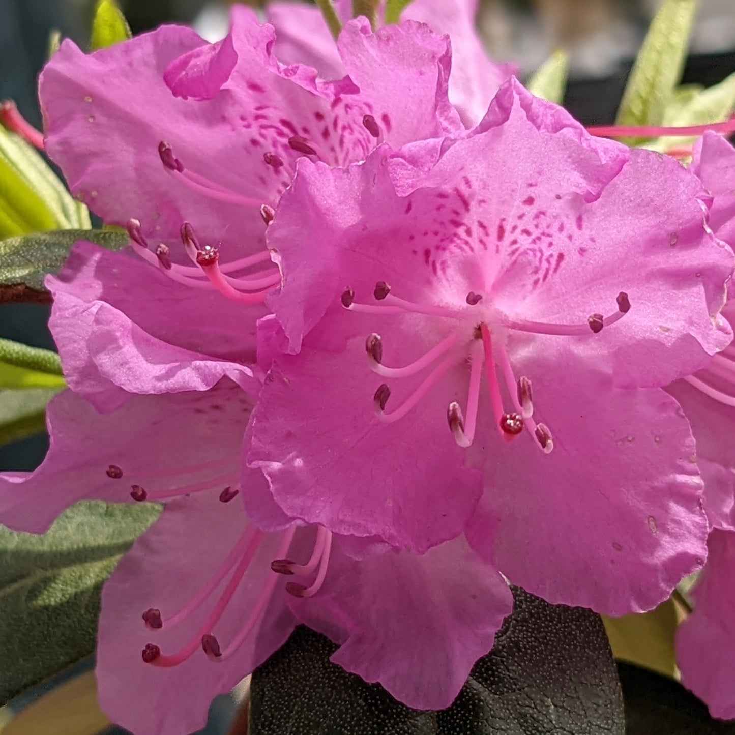 P.J.M. Rhododendron