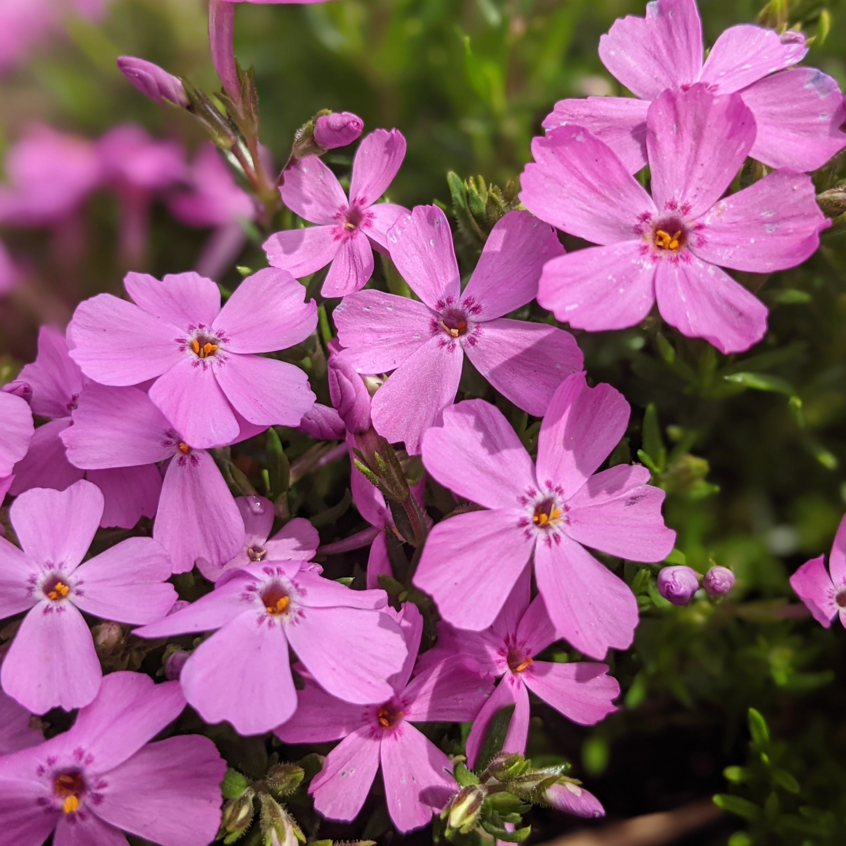 Emerald Pink Creeping Phlox – Auburn Oaks Garden Center