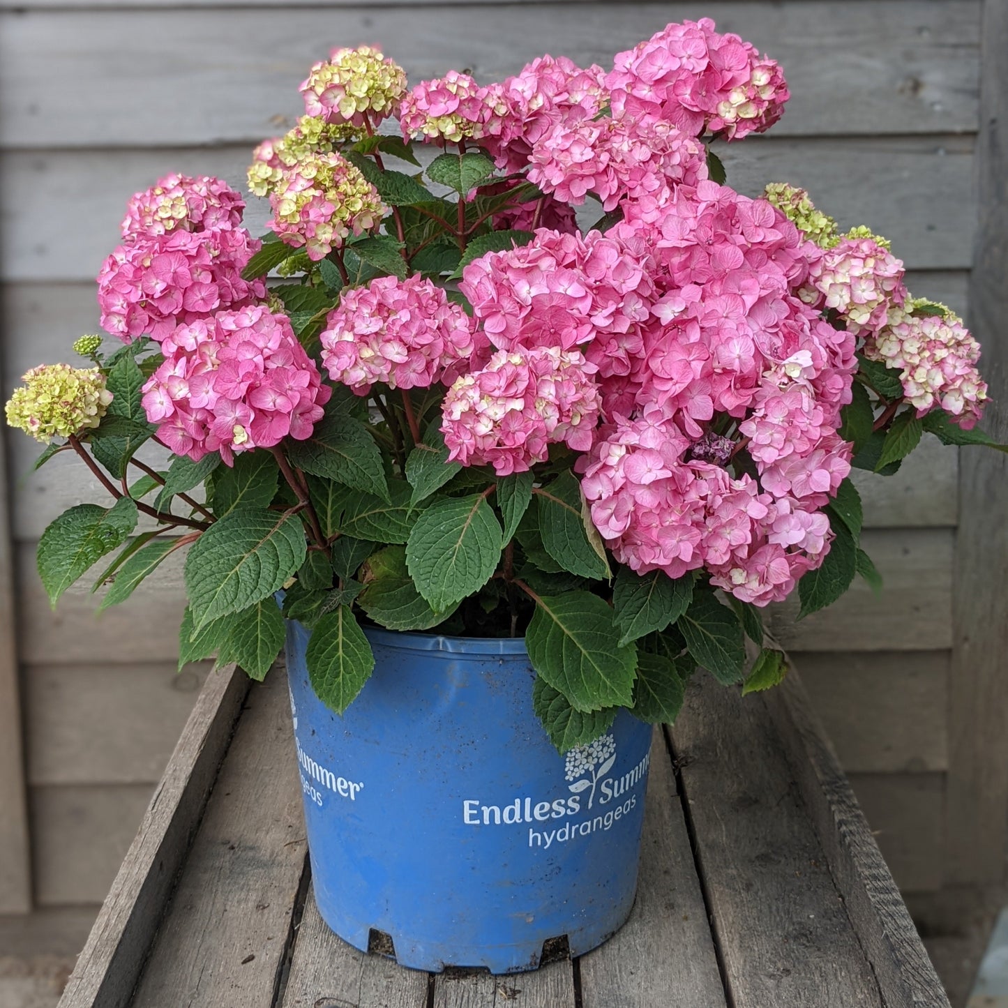 Bloomstruck Hydrangea