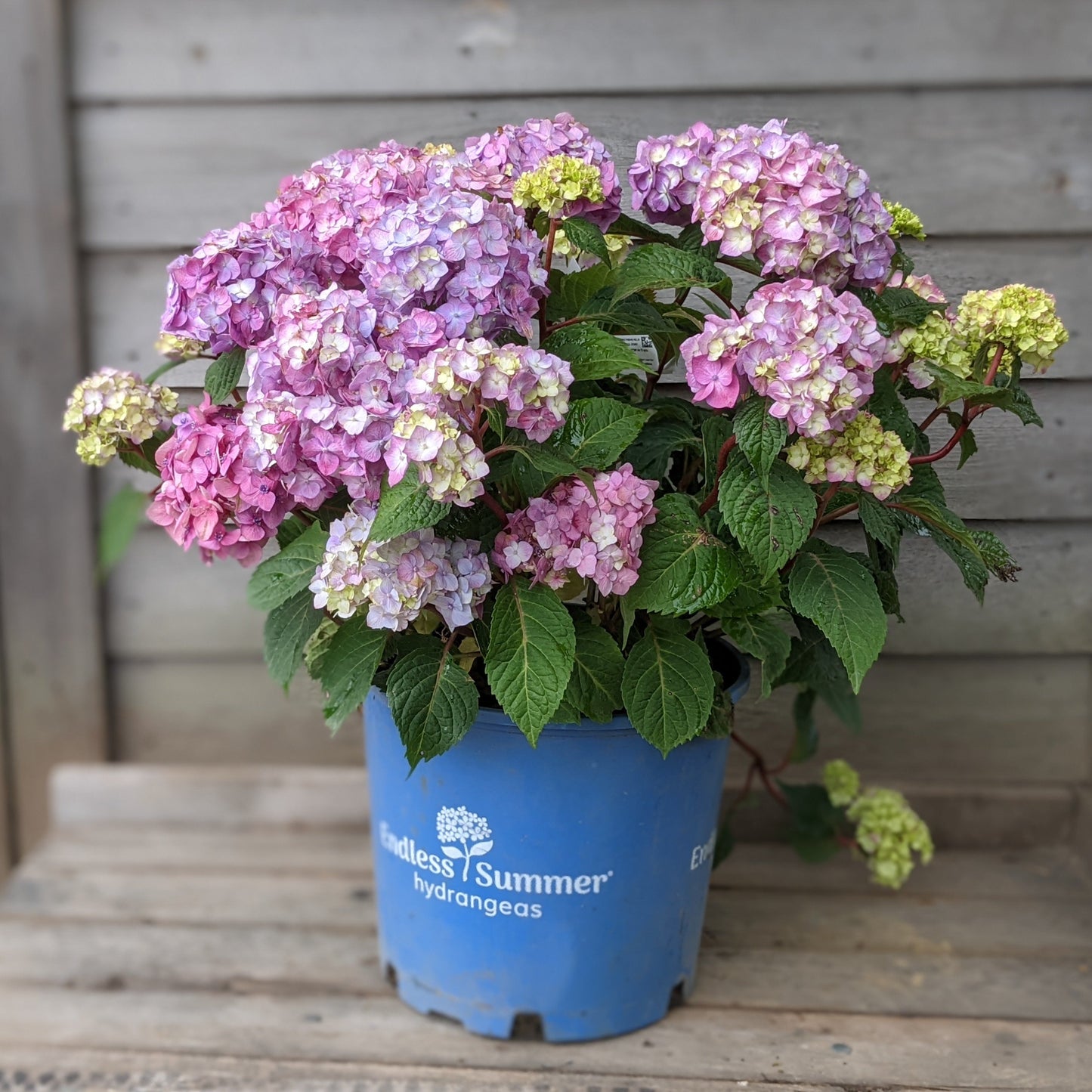 Bloomstruck Hydrangea