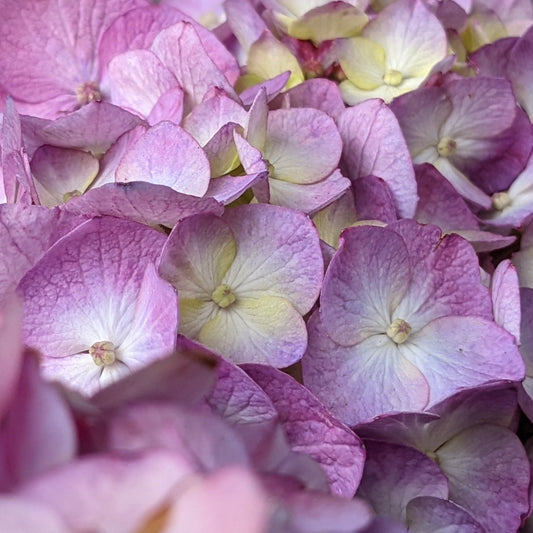 Bloomstruck Hydrangea