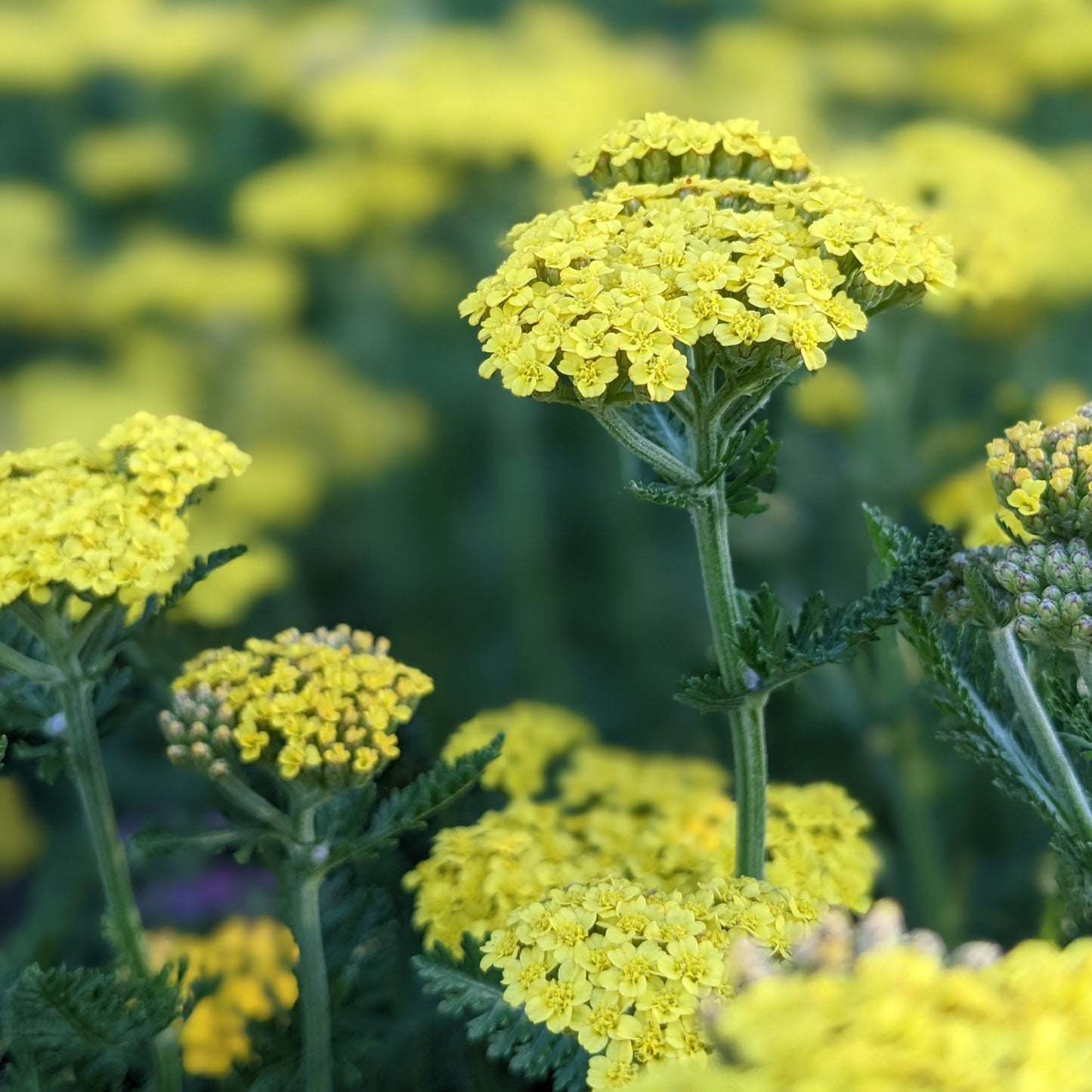 Firefly Sunshine Yarrow