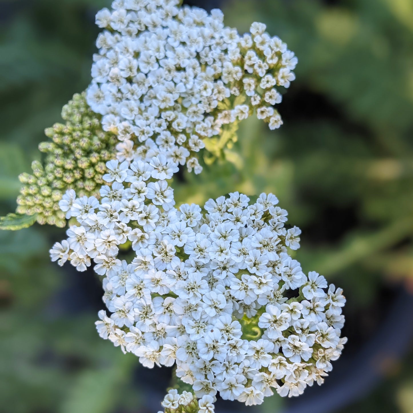 Firefly Diamond Yarrow