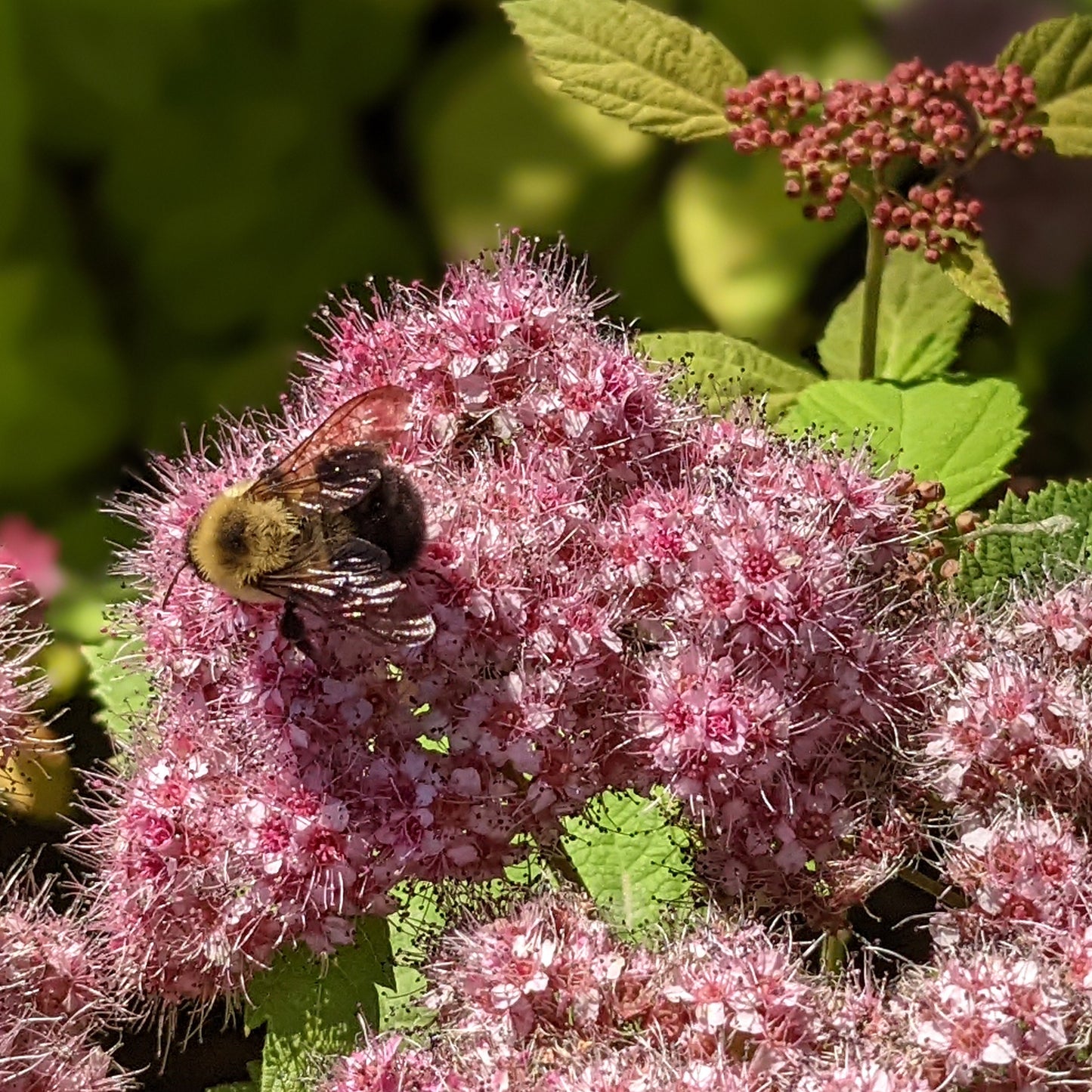 Double Play Big Bang Spirea