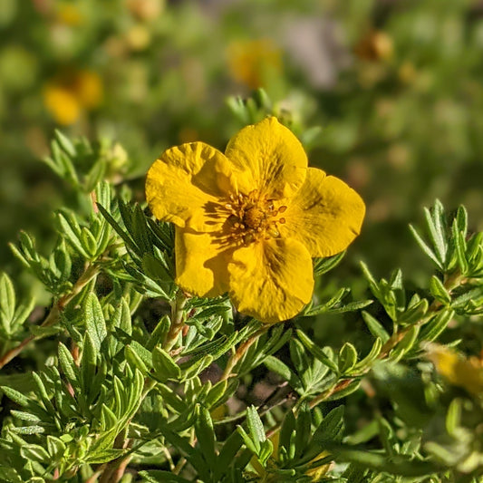 Goldfinger Potentilla