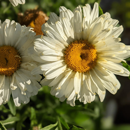 Banana Cream Shasta Daisy