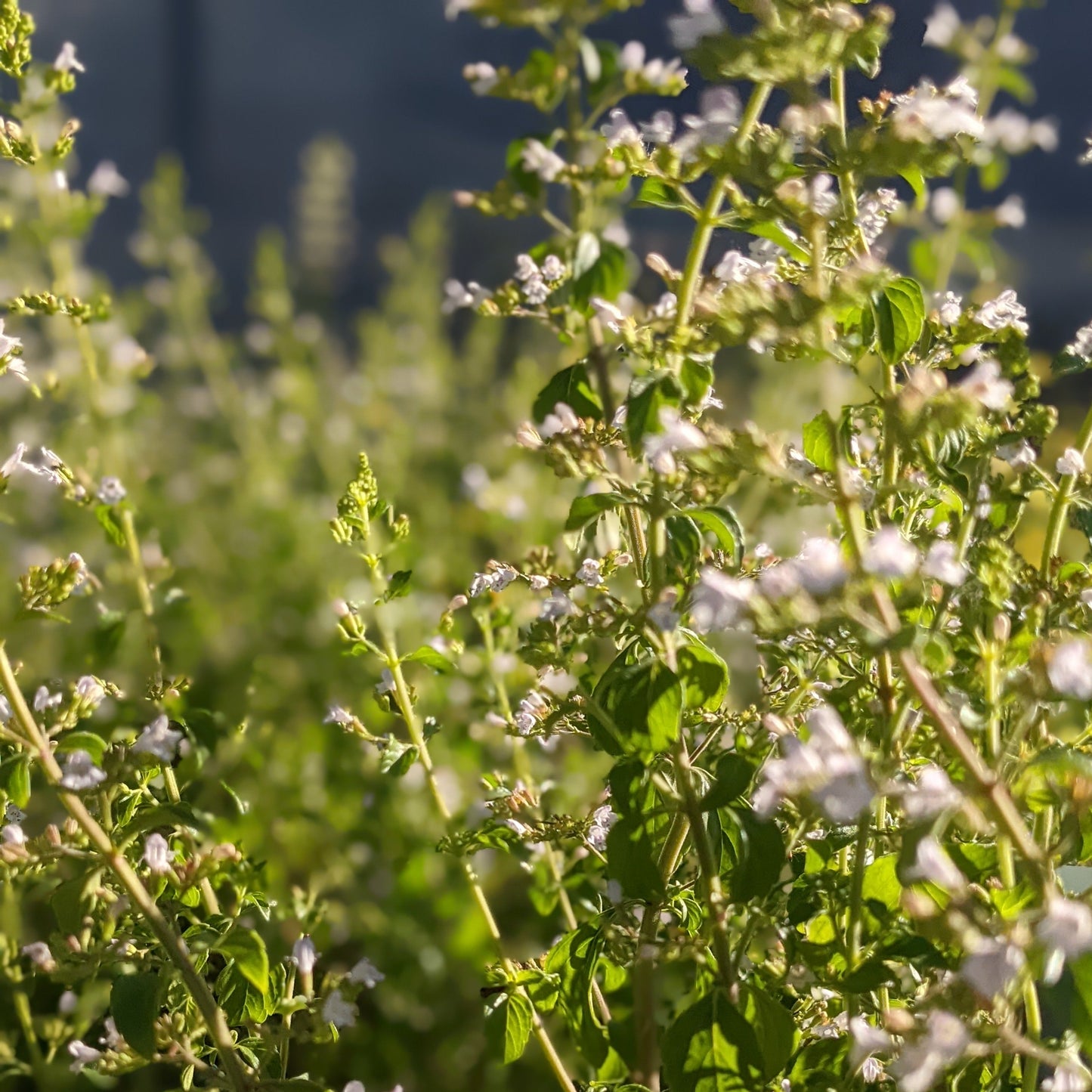 Calamint