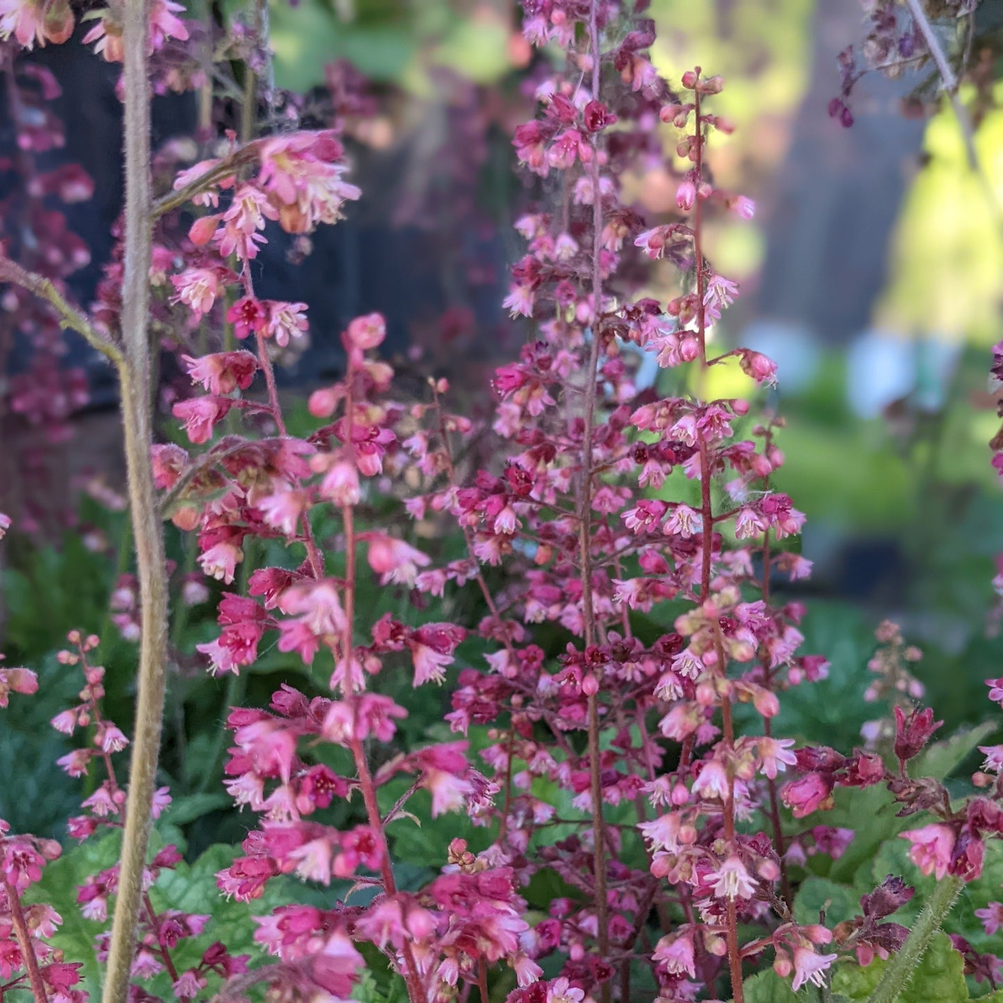 Berry Timeless Coral Bells